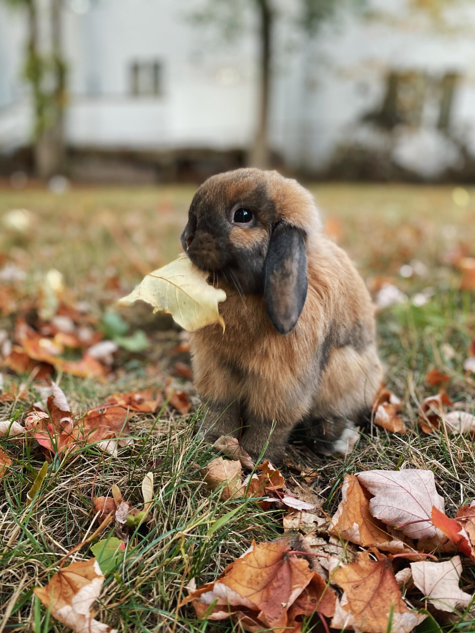 Can Rabbits Eat Maple Leaves Widerwild