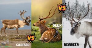 Caribou Vs Reindeer Vs Deer Unveiling The Untold Differences