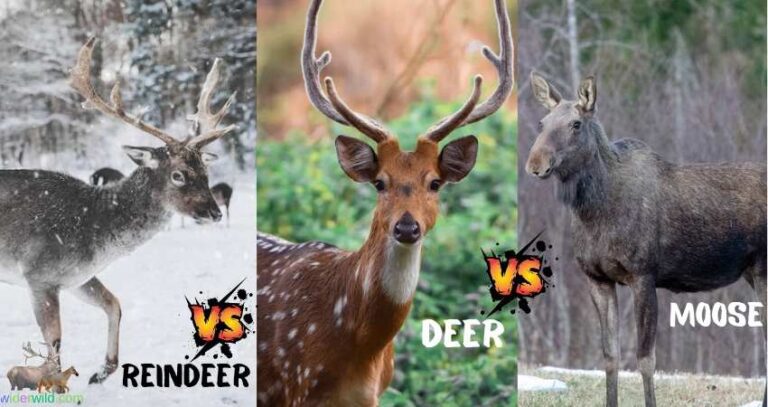 Reindeer Vs Deer Vs Moose A Comprehensive Guide Widerwild