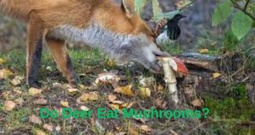 Do Deer Eat Mushrooms?