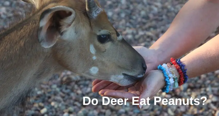 do deer eat peanuts