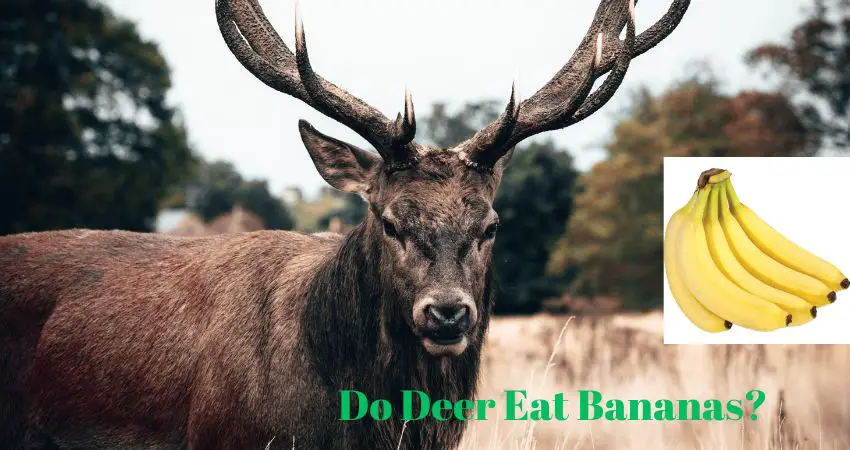Do Deer Eat Bananas?
