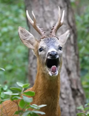 Feeding deer: deer is opening mouth for eating banana