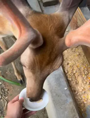 deer eating peanut