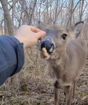 do deer eat peanuts with shell