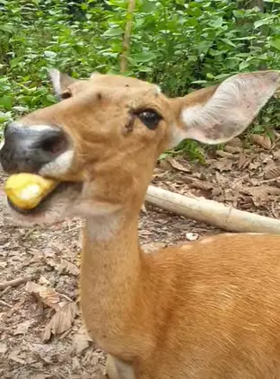 deer eating bananas with peels