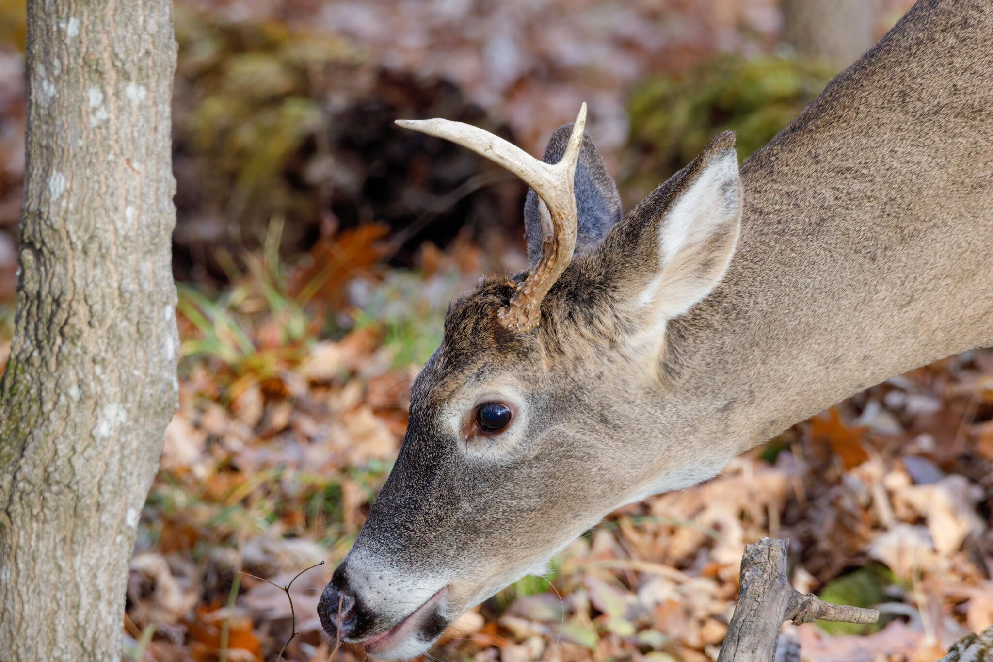Do Deer Eat Tree Bark? Examining Their Bark Consumption