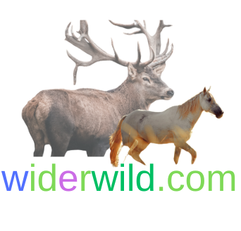 widerwild.com