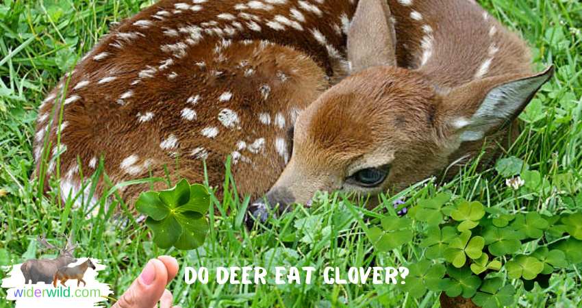 Do Deer Eat Clover?