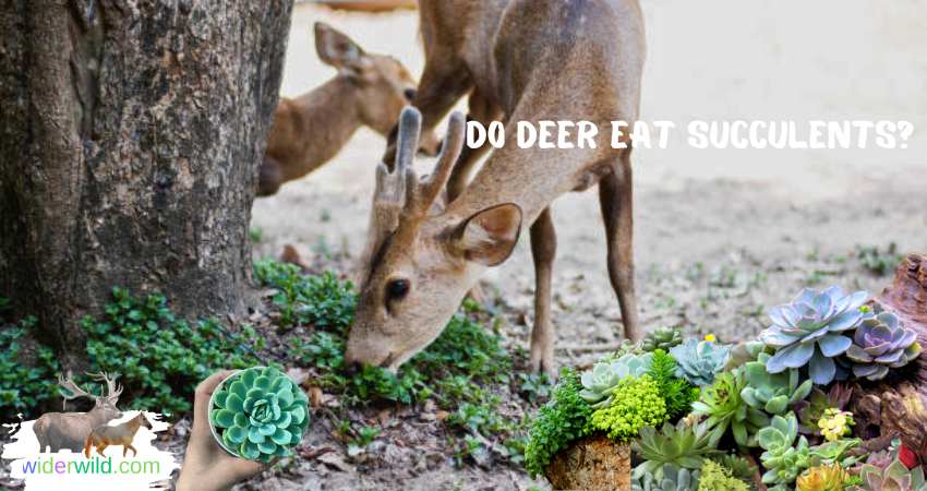 do deer eat succulents