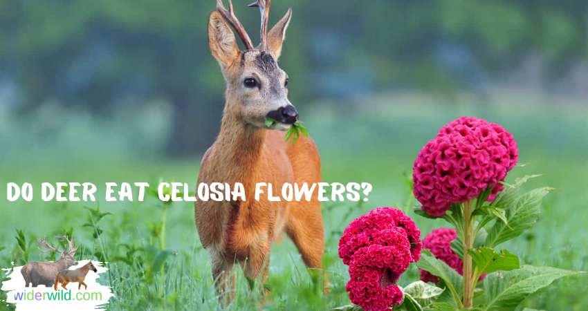 Do Deer Eat Celosia Flowers?