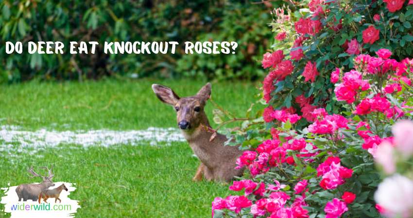 do deer eat knockout roses
