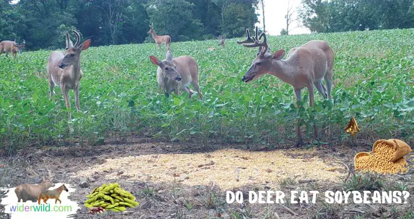 Do Deer Eat Soybeans?