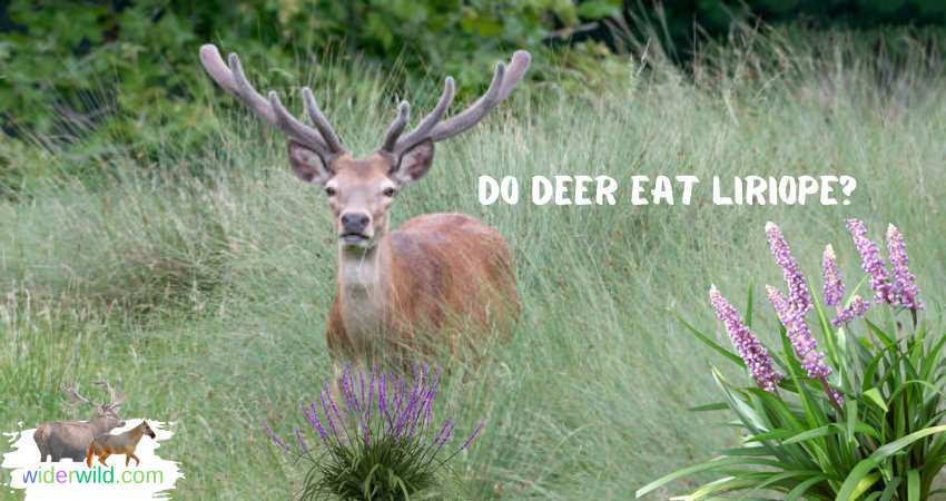 do deer eat liriope