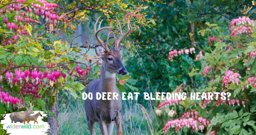 Do Deer Eat Bleeding Hearts?