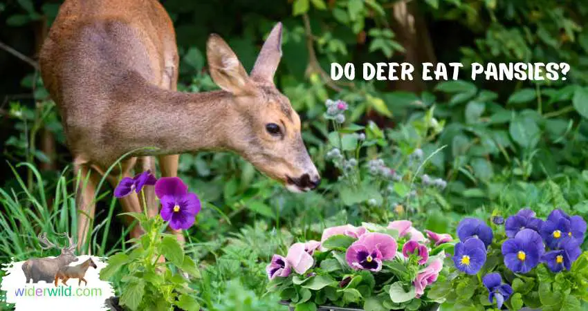 do deer eat pansies