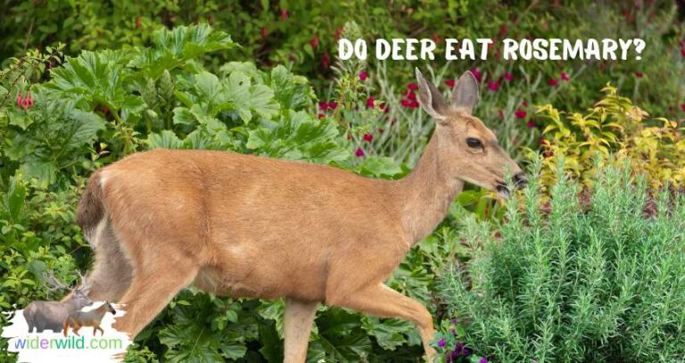 Do Deer Eat Rosemary? - Explore the Best Outdoor Gear, Animal Guides ...