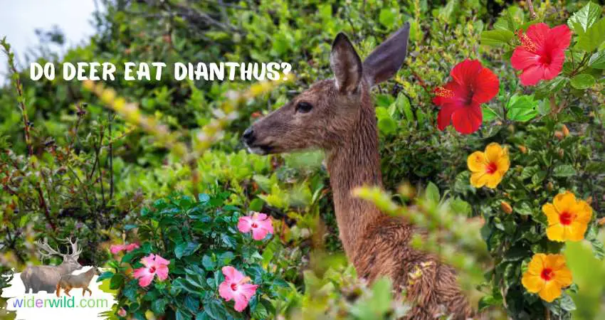 do deer eat dianthus