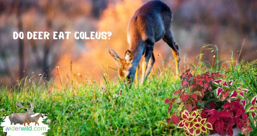 do deer eat coleus