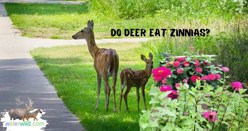 Do Deer Eat Zinnias?