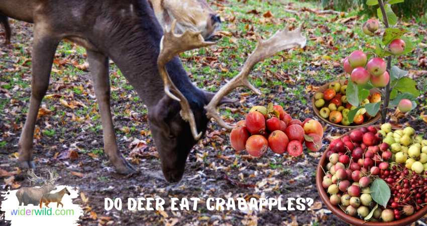 do deer eat crabapples