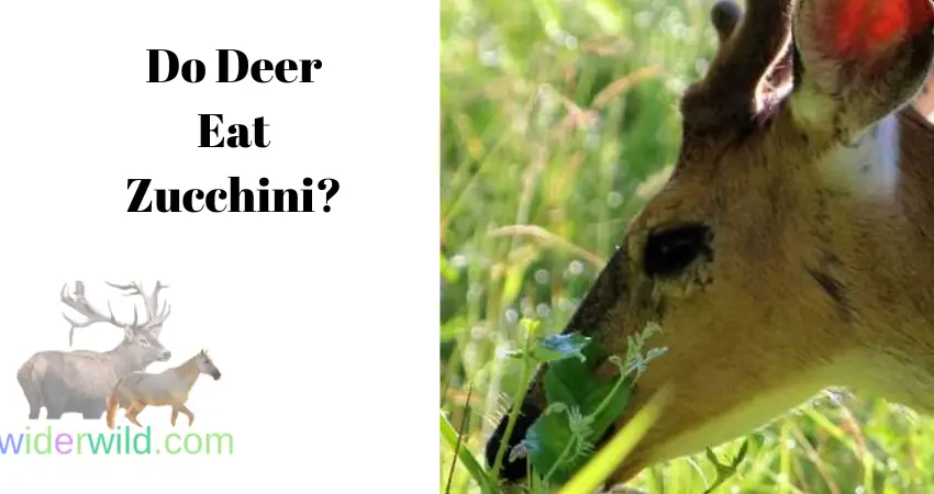 Do Deer Eat Zucchini?