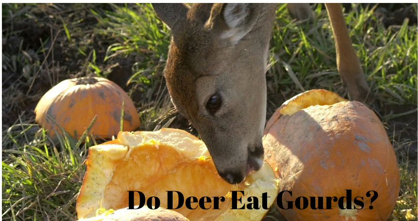 Will Deer Eat Gourds?