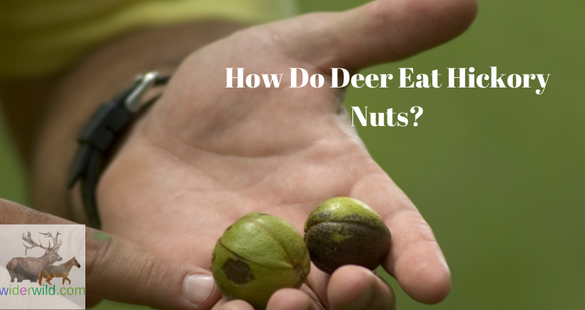How Do Deer Eat Hickory Nuts?