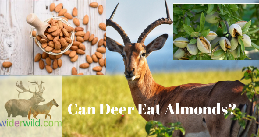Can Deer Eat Almonds?
