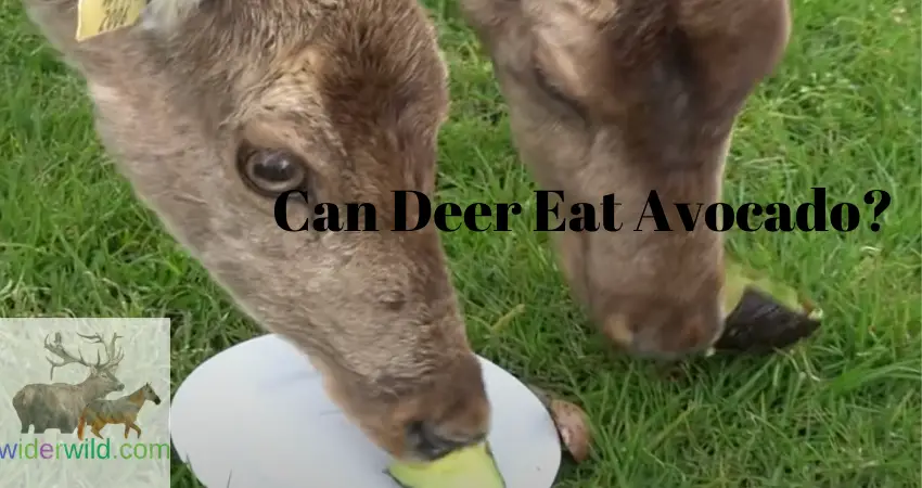 Can Deer Eat Avocado?