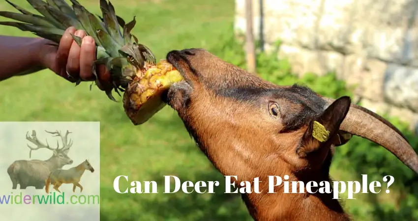 Can Deer Eat Pineapple?