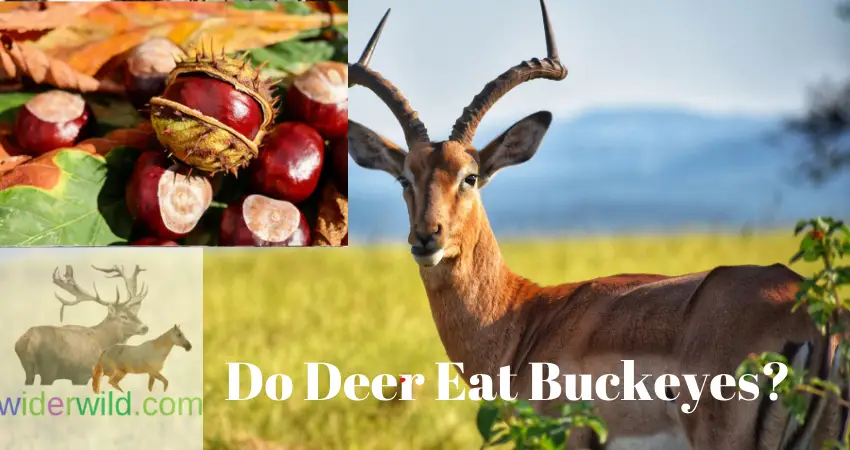 Do Deer Eat Buckeyes?