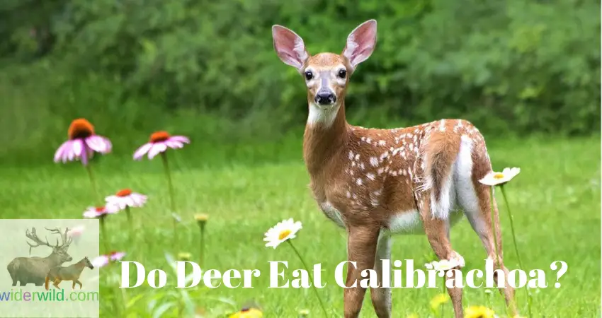 Do Deer Eat Calibrachoa?
