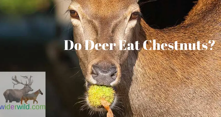 Do Deer Eat Chestnuts?