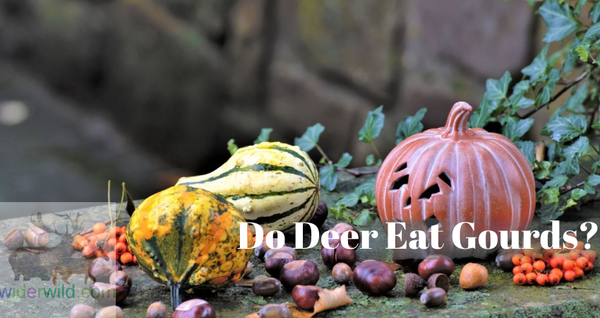 Do Deer Eat Gourds?