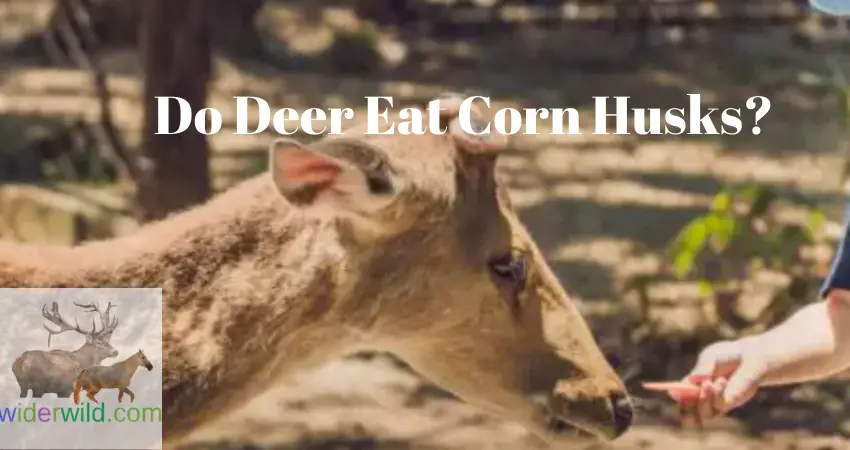 Do Deer Eat Corn Husks?