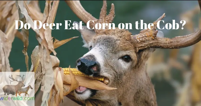 Do Deer Eat Corn on the Cob