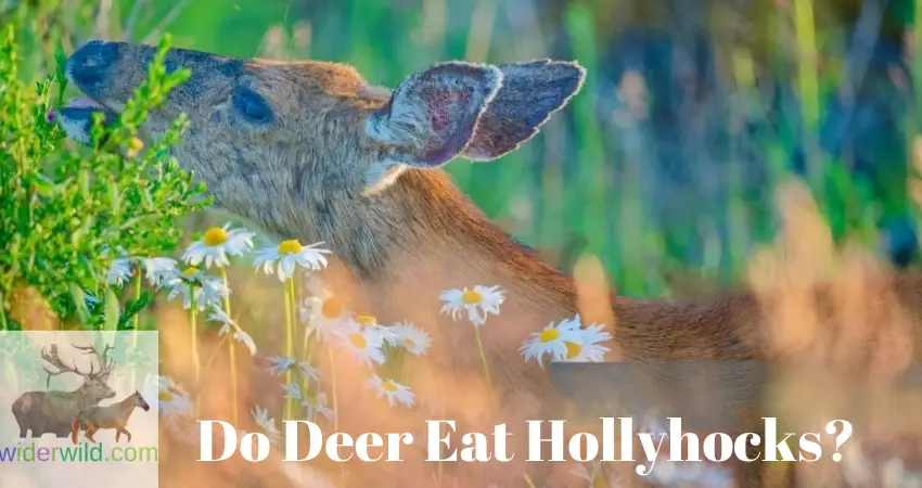 Do Deer Eat Hollyhocks?