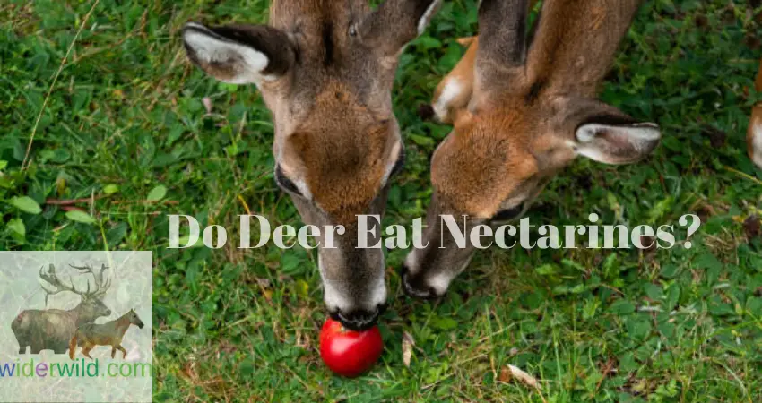 Do Deer Eat Nectarines?