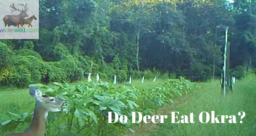 Do Deer Eat Okra?