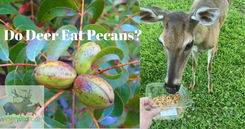 Do Deer Eat Pecans?