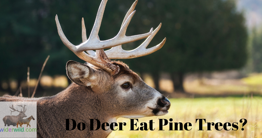Do Deer Eat Pine Trees?