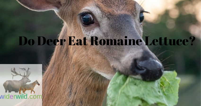Do Deer Eat Romaine Lettuce?