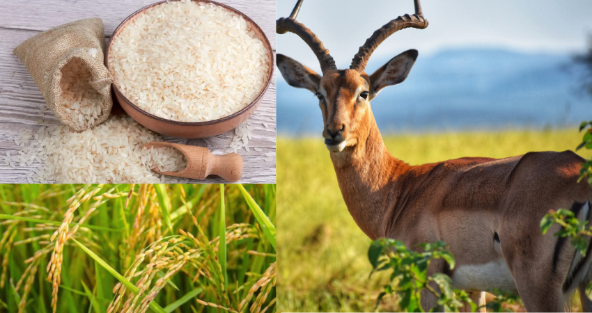 Do Deer Eat Rice?