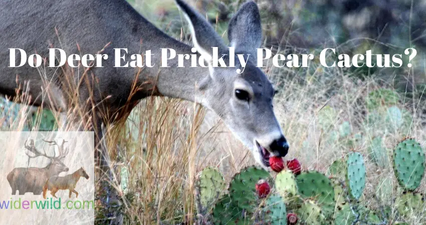 Do Deer Eat Prickly Pear Cactus?