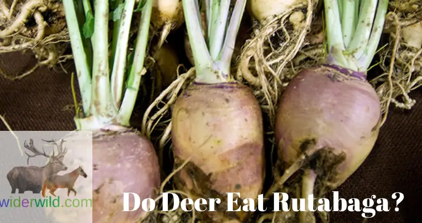 Do Deer Eat Rutabaga?
