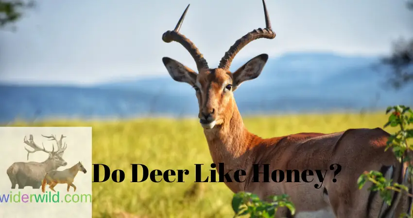 Do Deer Like Honey?