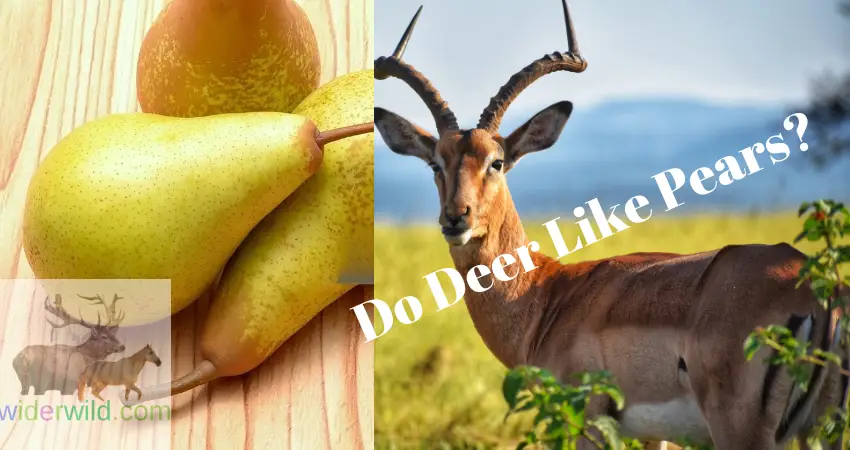 Do Deer Like Pears?