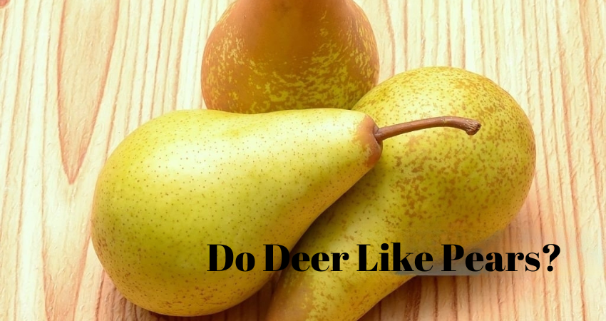 Do Deer Like To Eat Pears?