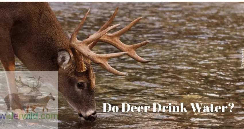 Do Deer Drink Water?